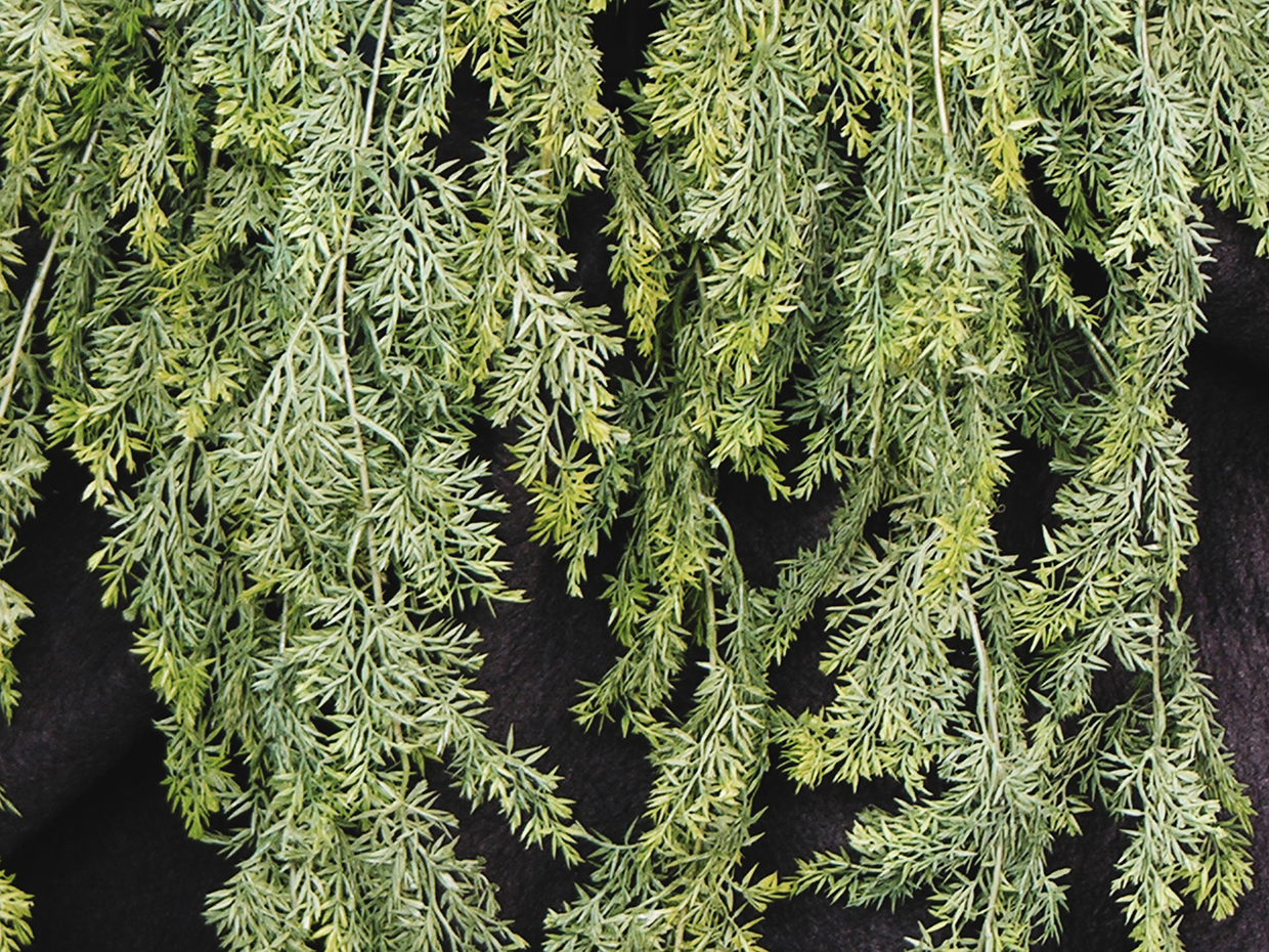 Asparagus Fern (Outdoors) ID# FEA130+