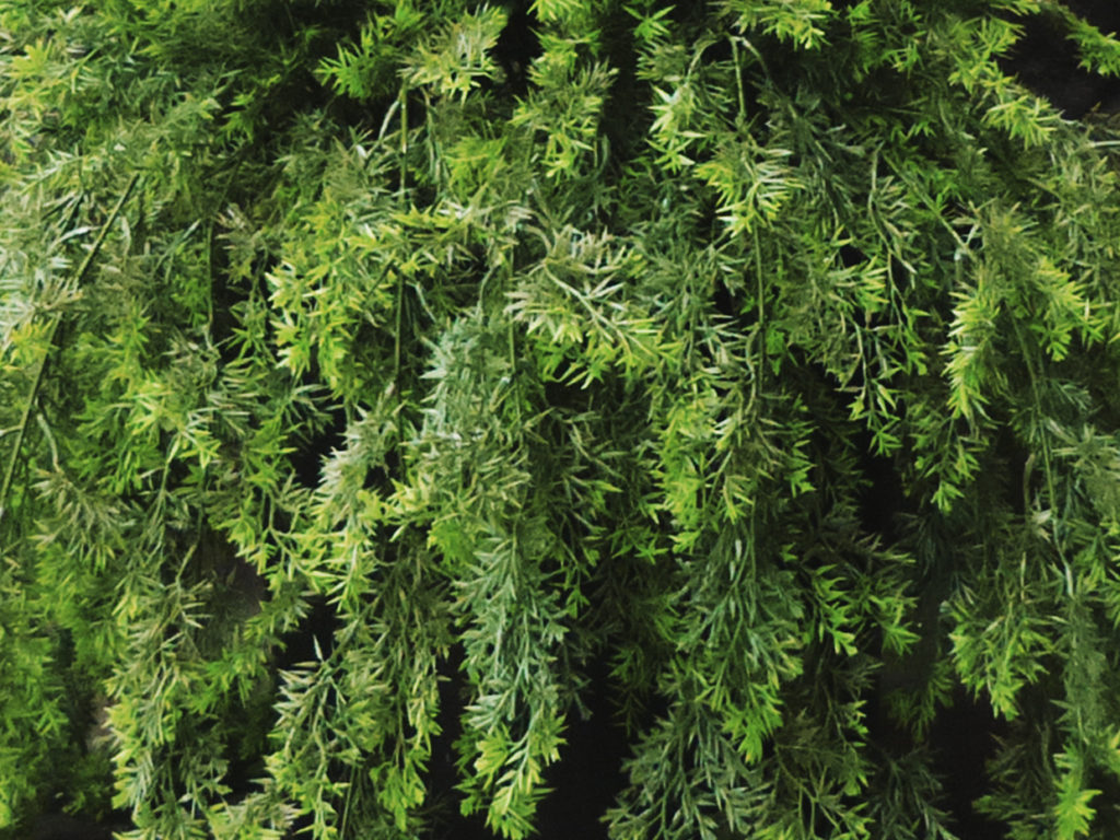 Artificial Asparagus Fern Indoor Plant ID# FEA224