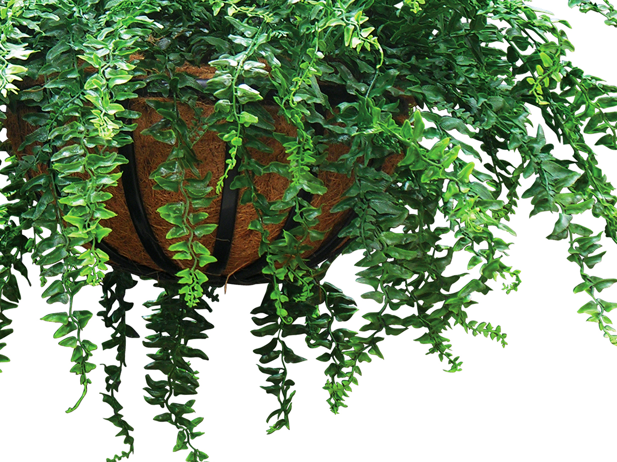 Buckler Fern Hanging, Hanging ID# FEBH14+