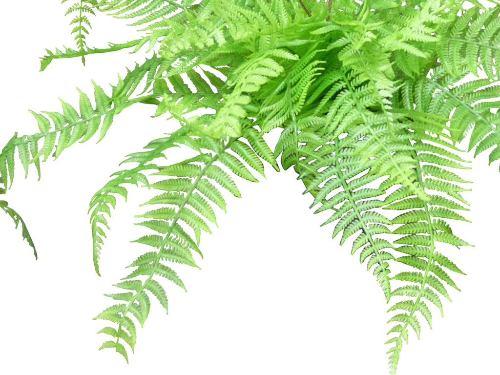 Leather Leaf Fern Plant ID# FLL113++