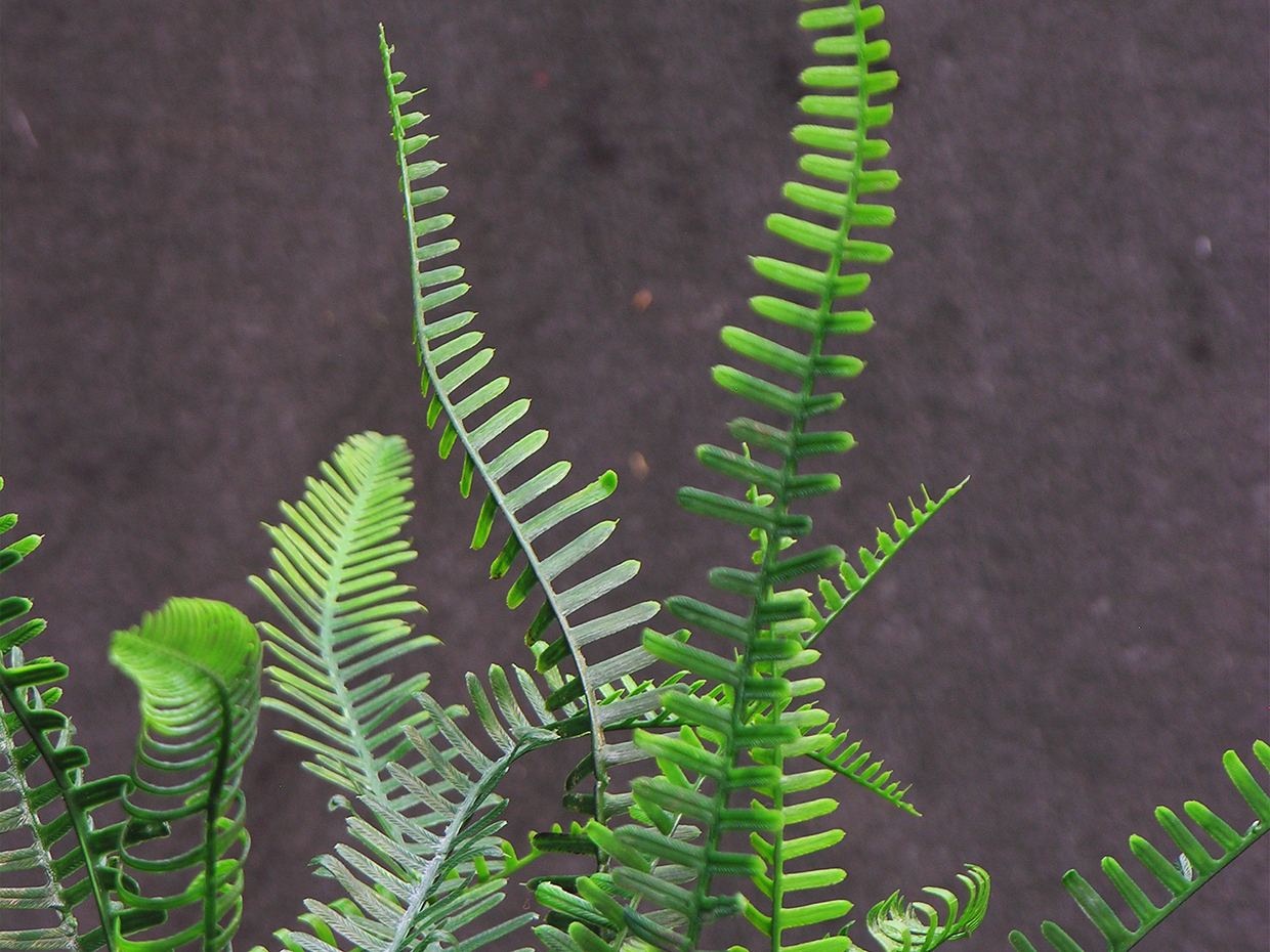 Sword Fern Column, Columnar ID# FSC196+