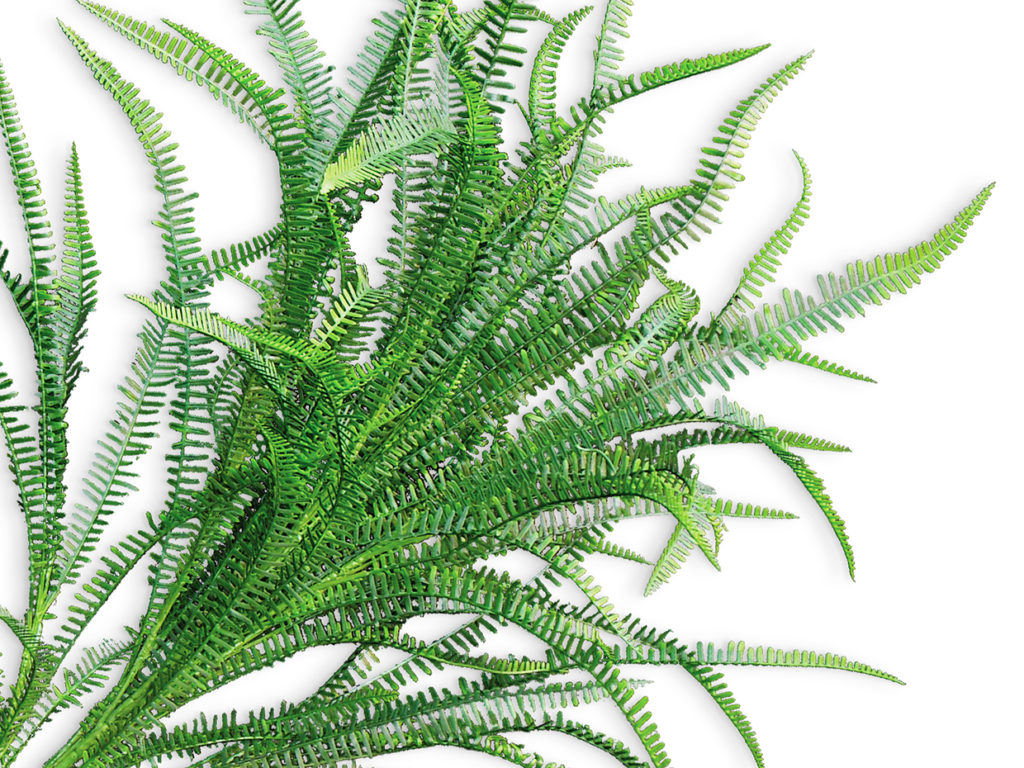 Outdoor Sword Fern Plant ID# FSW136+