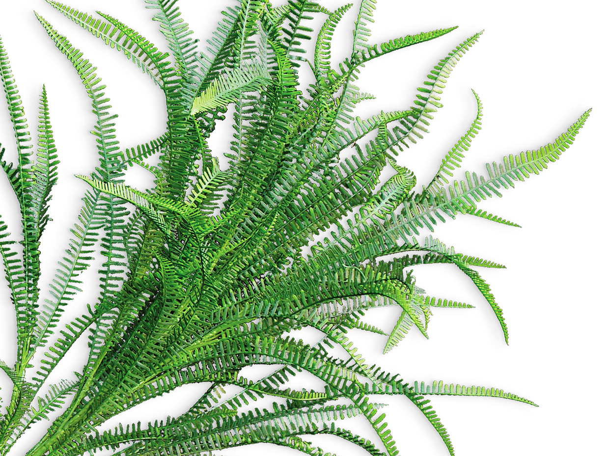 Sword Fern Bush ID# FSW336+