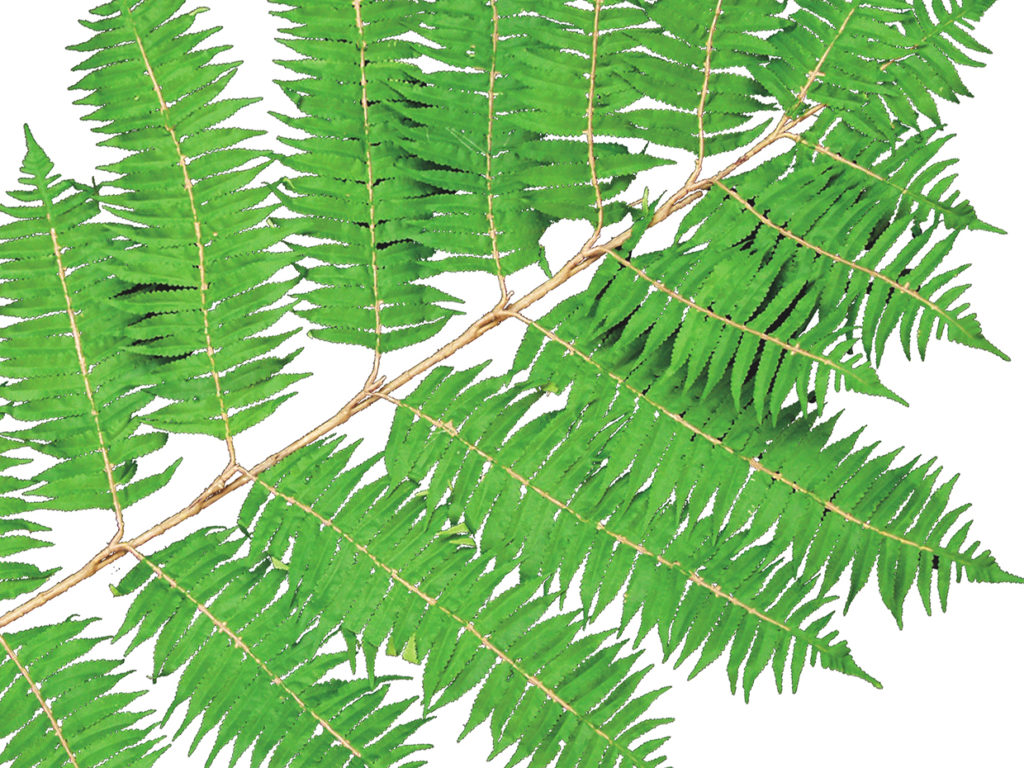Sumac Tree ID# SUM172