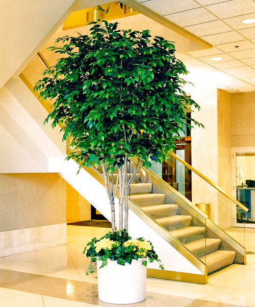 Ficus benjamina tree