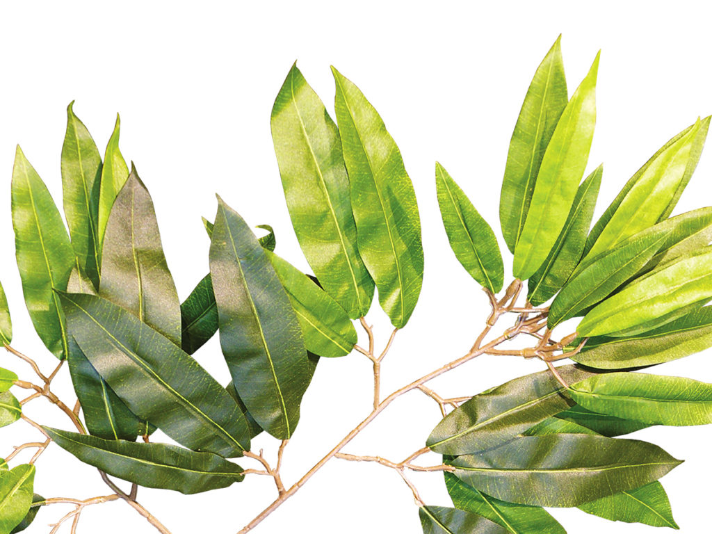 Alii Ficus Tree ID# FASMX0