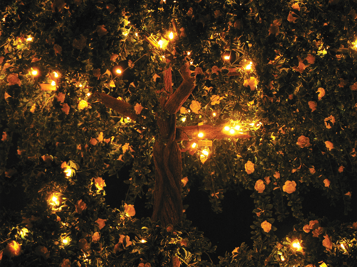 Ficus Tree, With Lights ID# 15549