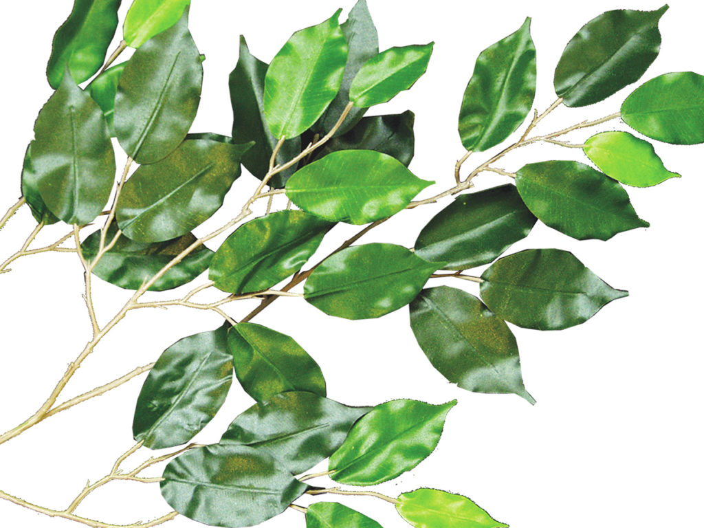 Embarcadero Ficus Tree ID# FESMX8#