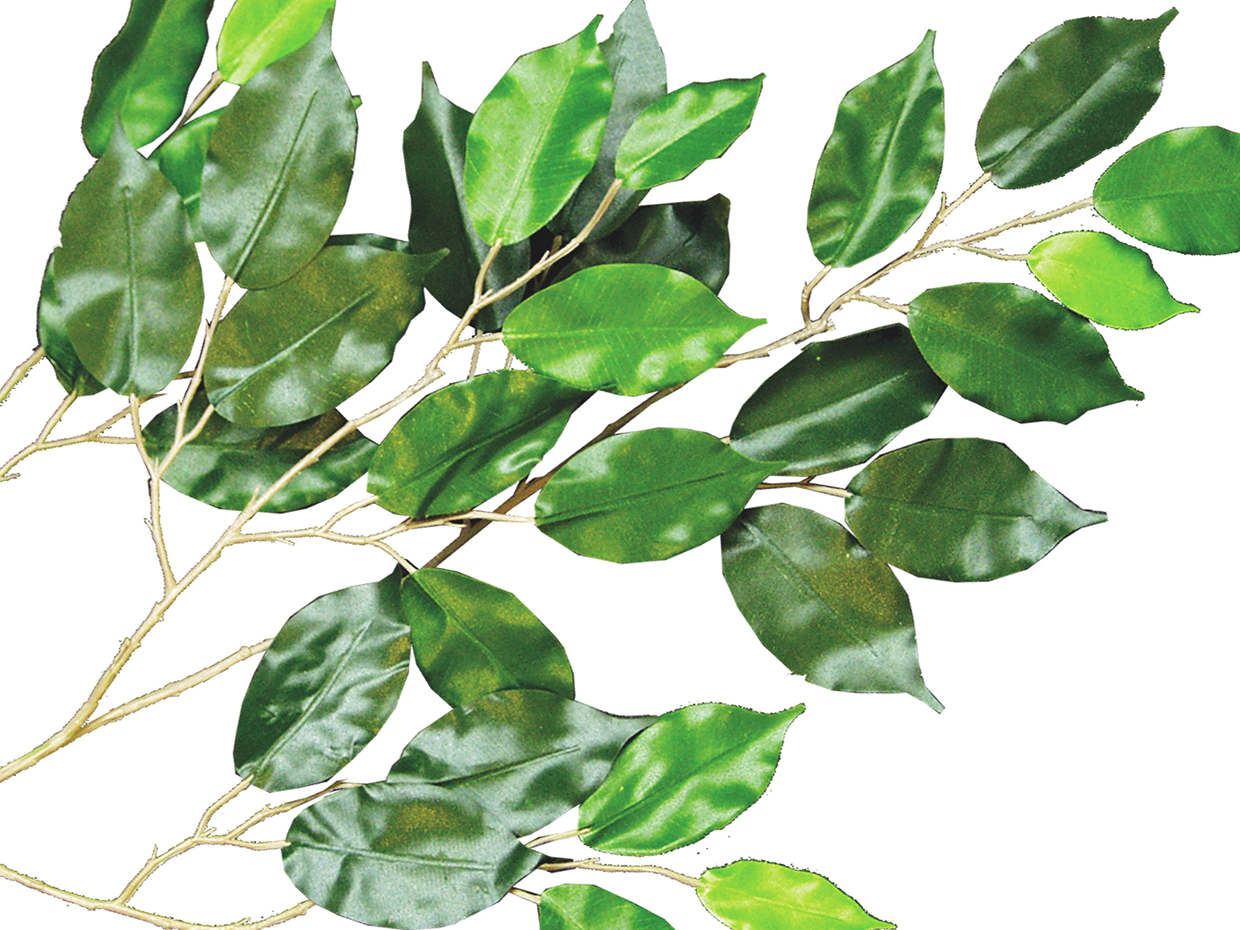Ficus Tree, Exotic ID# FBCE72