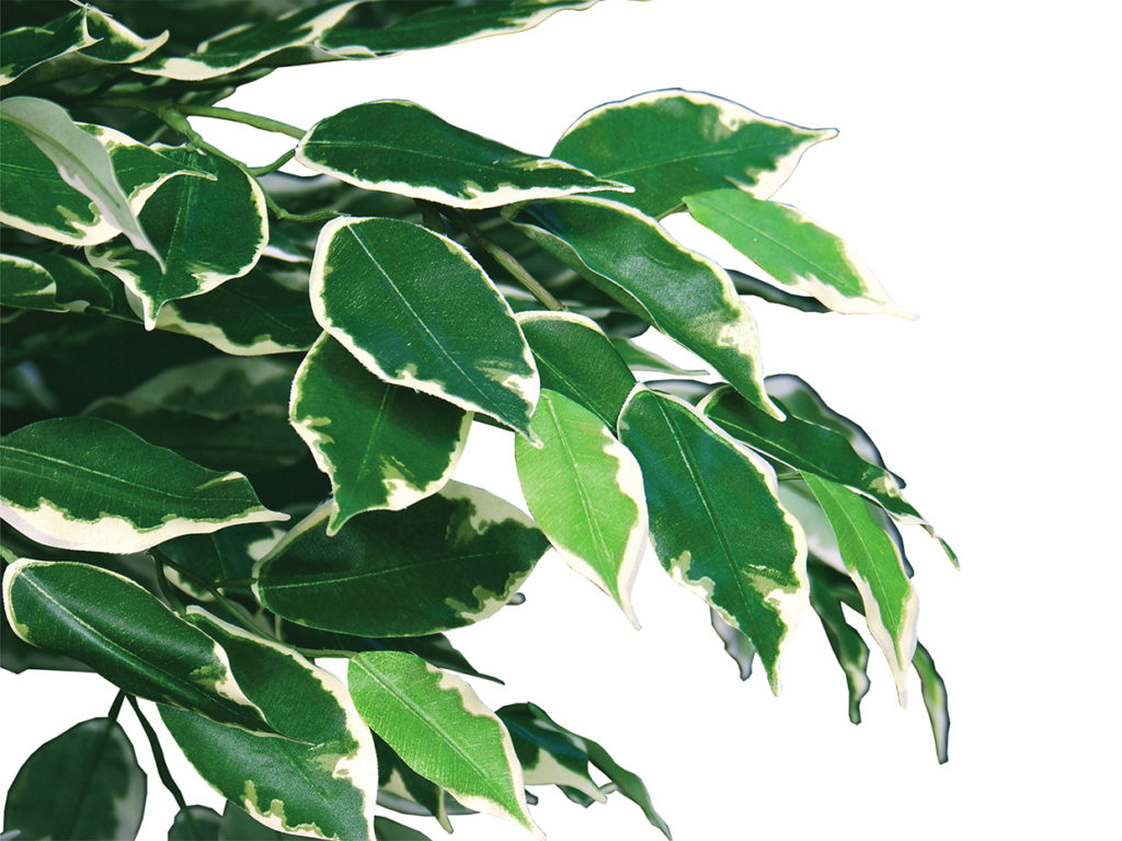 Hawaiian Ficus Tree ID# FHCMY0