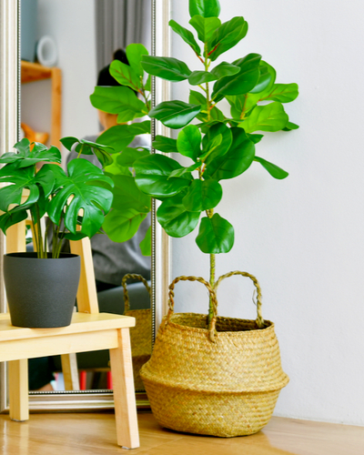 Fiddle Leaf Fig Tree