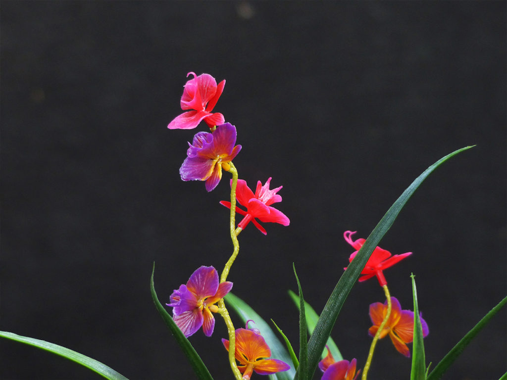 Bush Freesia Plant ID# FRE122R++