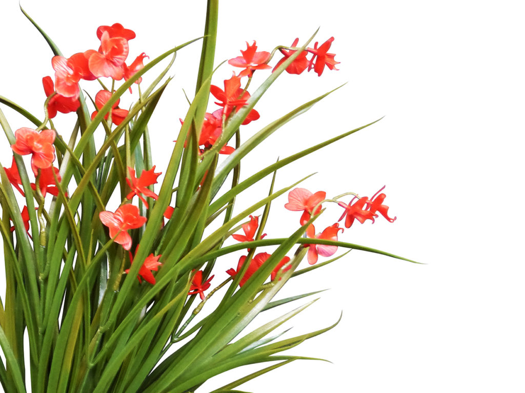 Bush Freesia Plant ID# FRE122R++