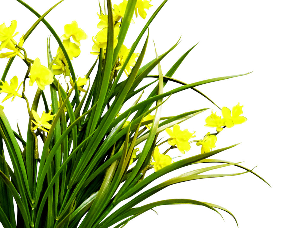 Bush Freesia Plant ID# FRE122R++
