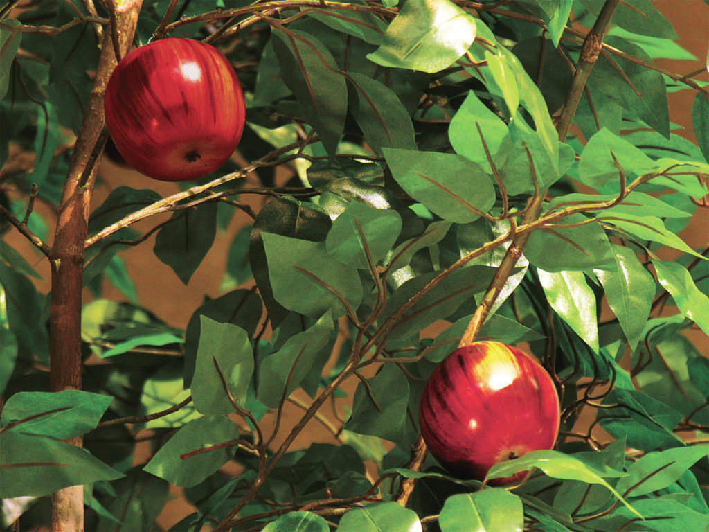 Apple Tree ID# FRTMX4