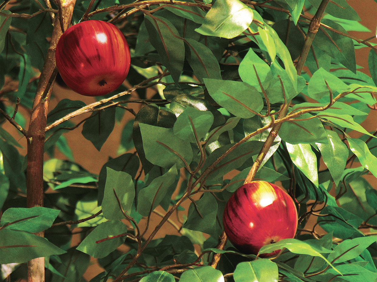 Apple Tree, Corner ID# CUSTFRAC96