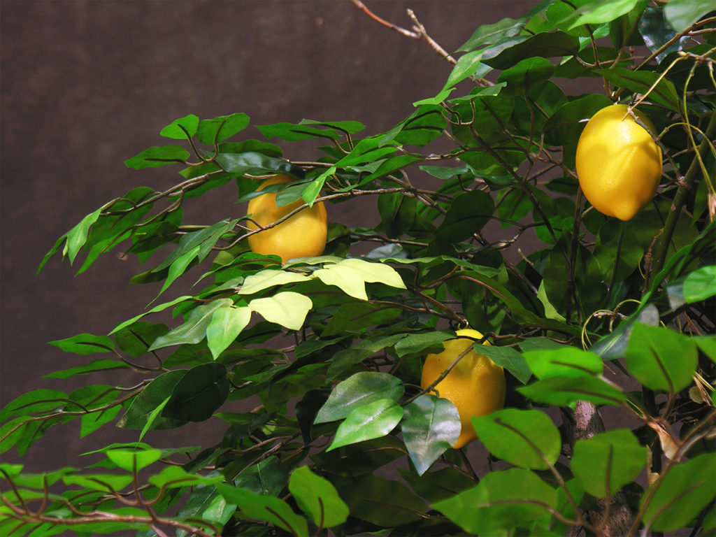 Fruit Fruit Grove ID# 4047
