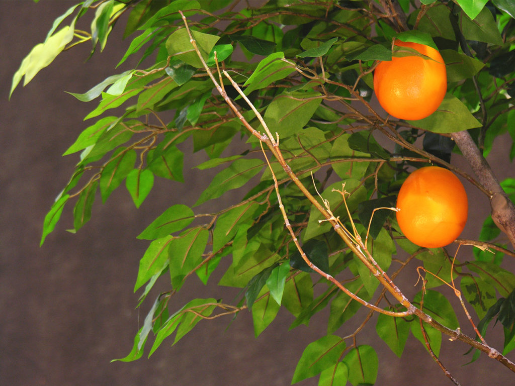Fruit Fruit Grove ID# 4047