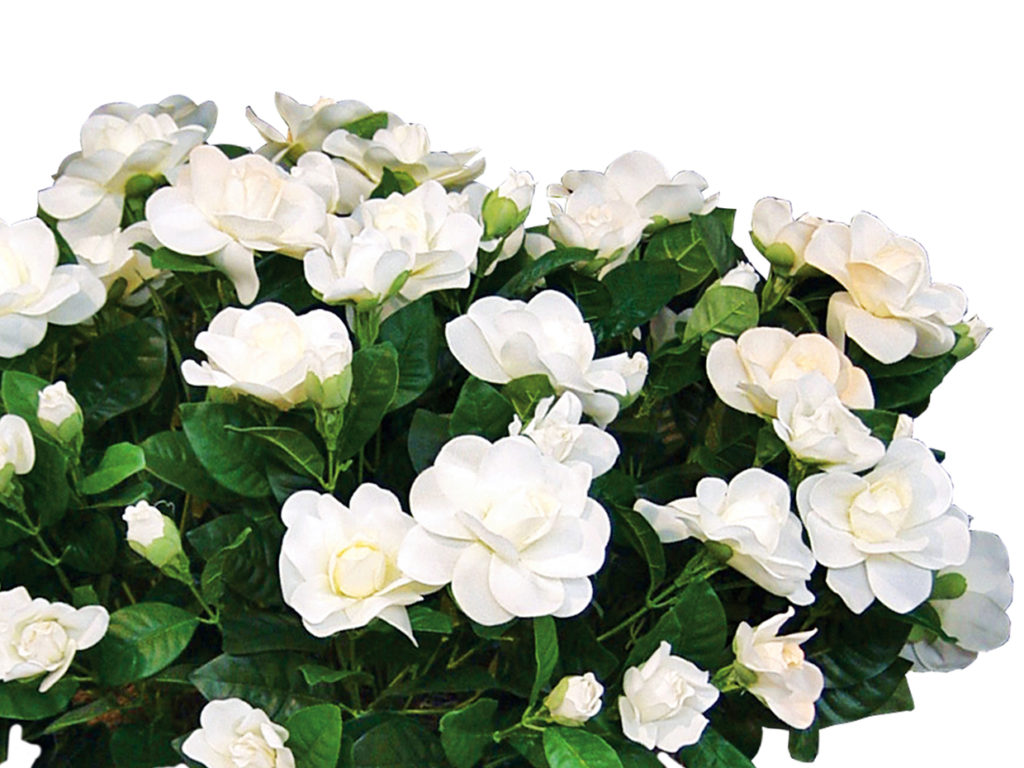 Gardenia Plant ID# GAR118C