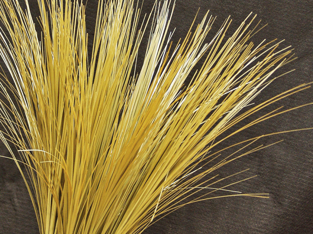Bear Grass Plant ID# GBRM30G