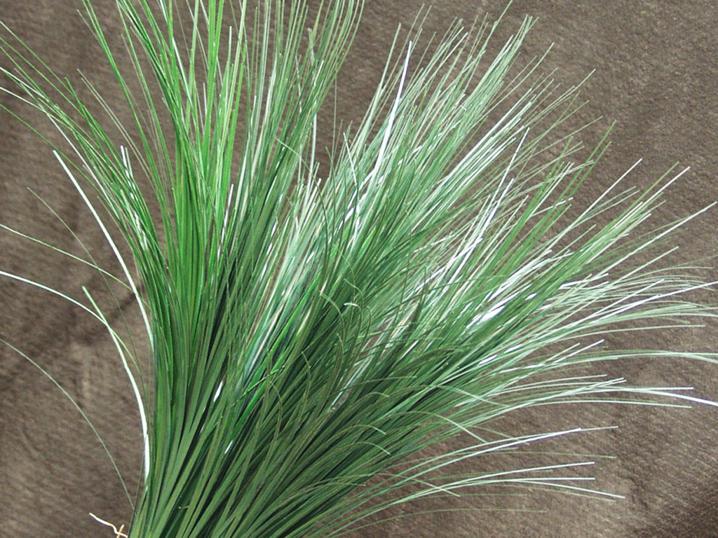 Bear Grass Plant ID# GBRM30G