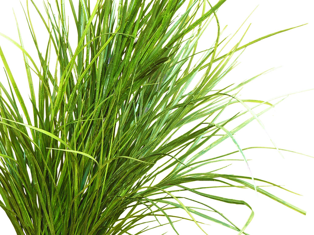 Dune Grass Plant ID# GDU332