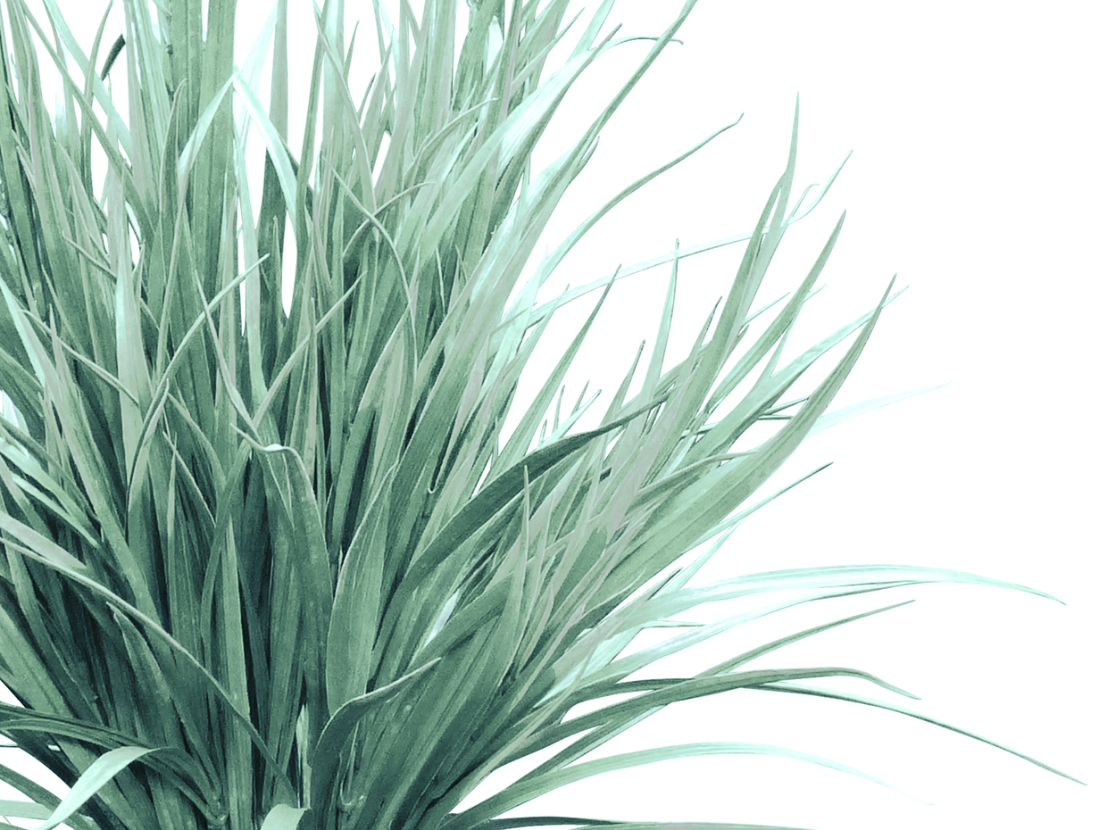 Synthetic Field Grass Plant ID# GFL126, GFL226, GFL428