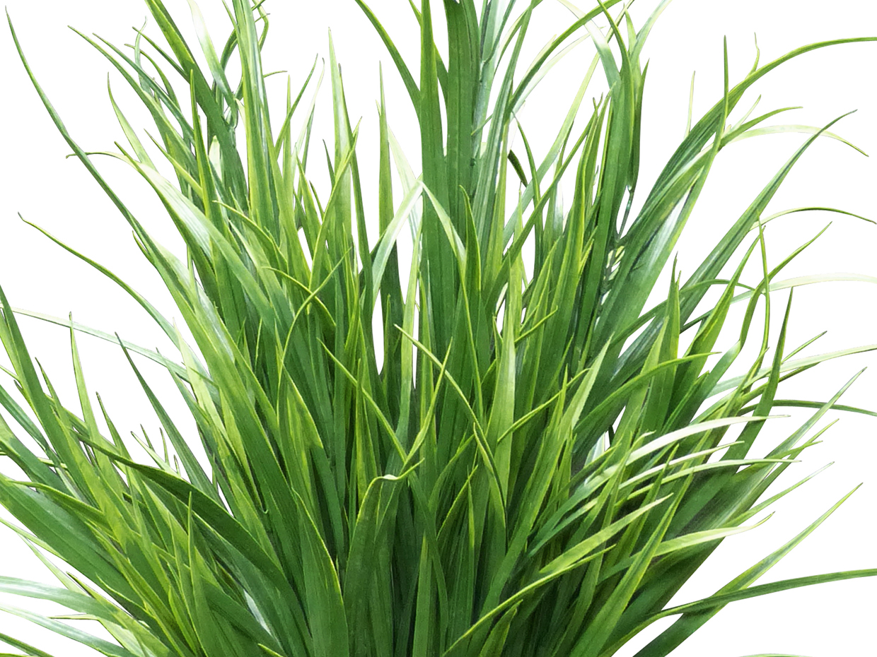 Synthetic Field Grass Plant ID# GFL126, GFL226, GFL428