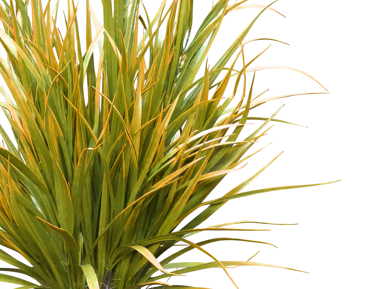 Synthetic Field Grass Plant ID# GFL126, GFL226, GFL428