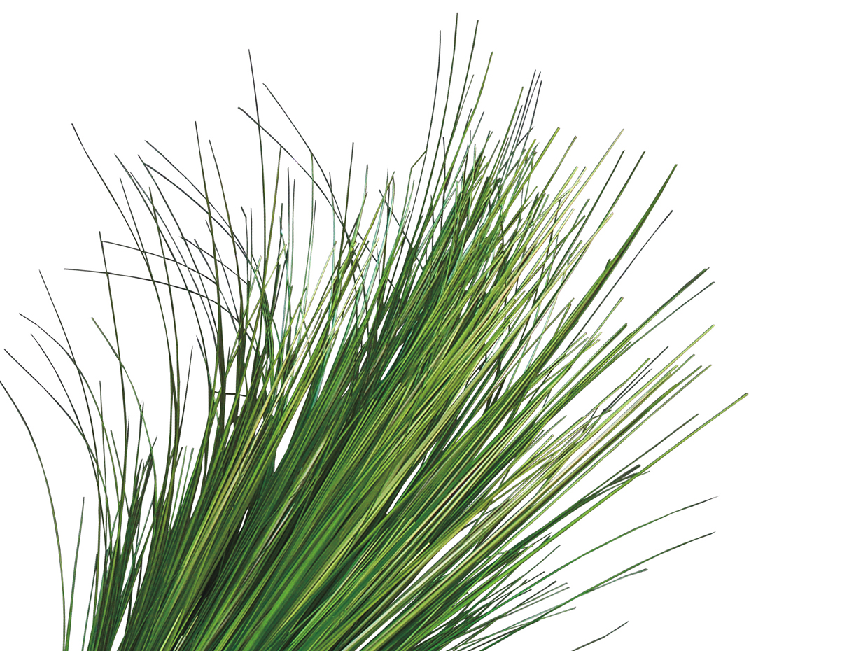 Tall Ornamental Prairie Grass ID# GPR360G