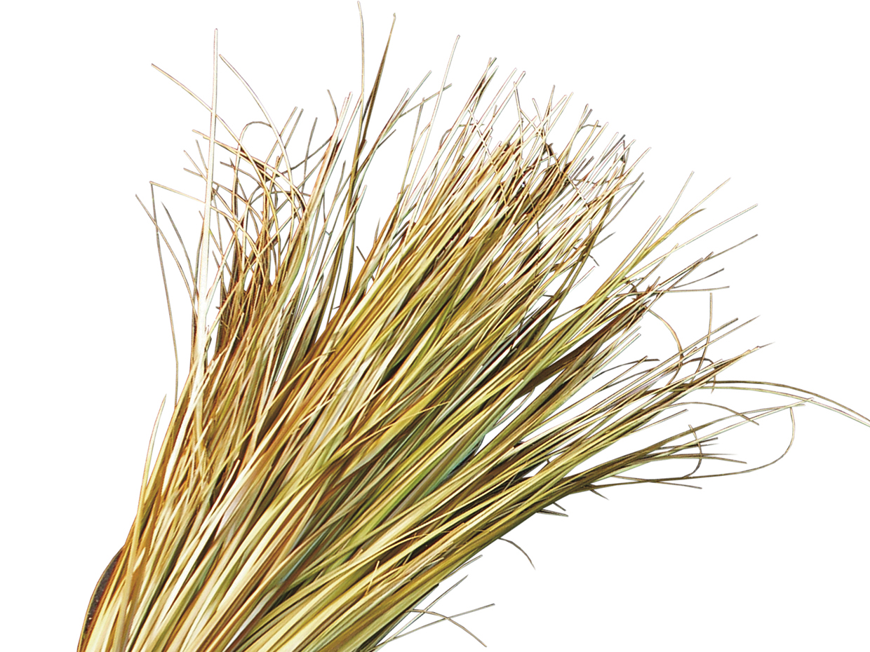 Tall Ornamental Prairie Grass ID# GPR360G