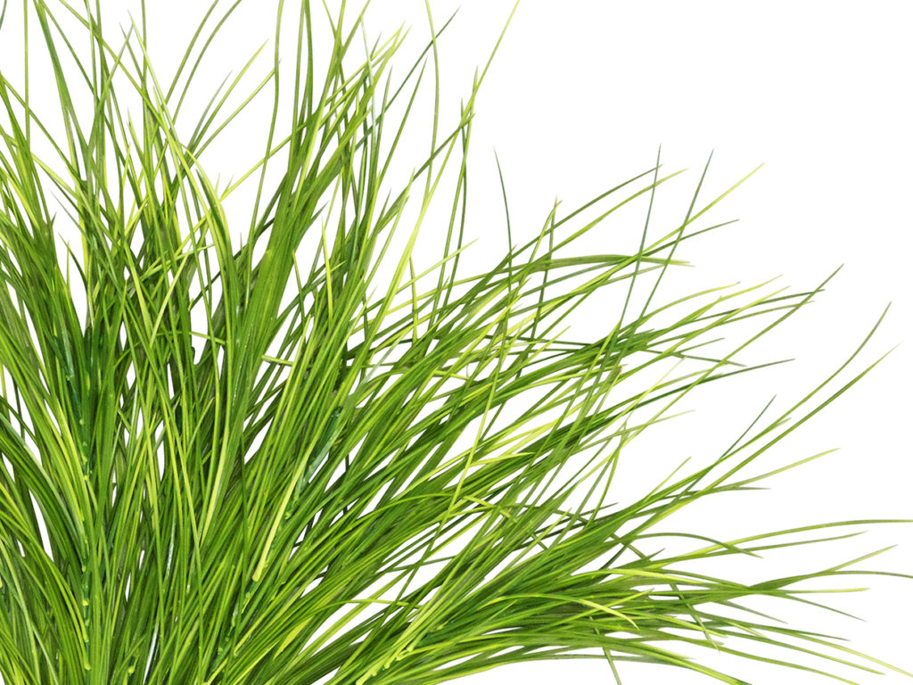 Mondo Grass Plant ID# GMD132
