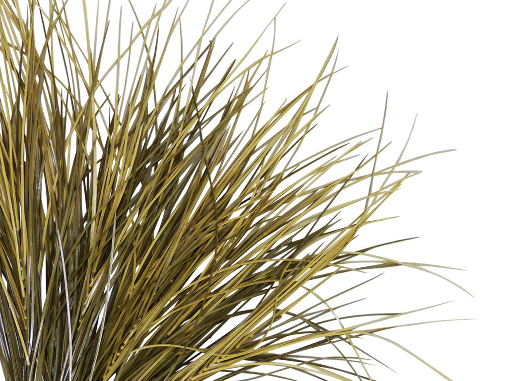 Mondo Grass Plant ID# GMD132