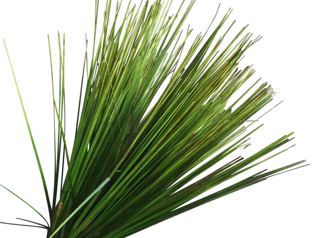 Onion Grass ID# GONM16