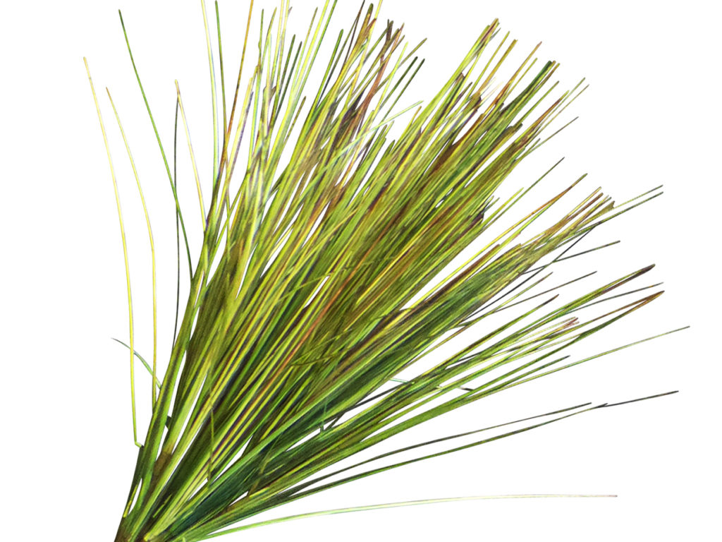 Onion Grass ID# GONM16