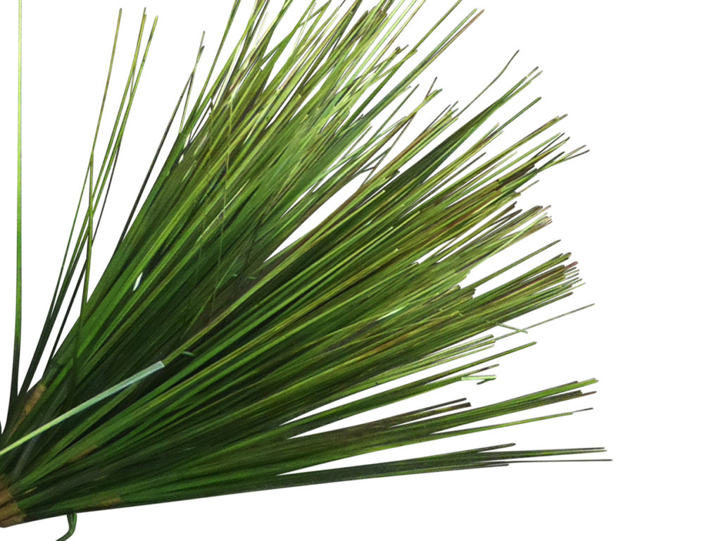 Onion Grass Tree ID# CRG-401GTLS