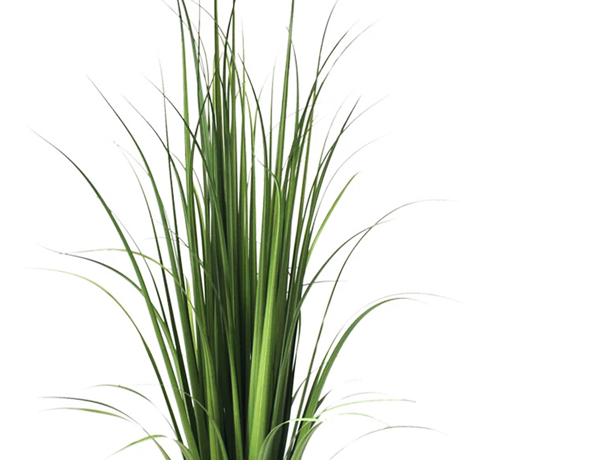 Tall Ornamental Grass Plant ID# P4251PS