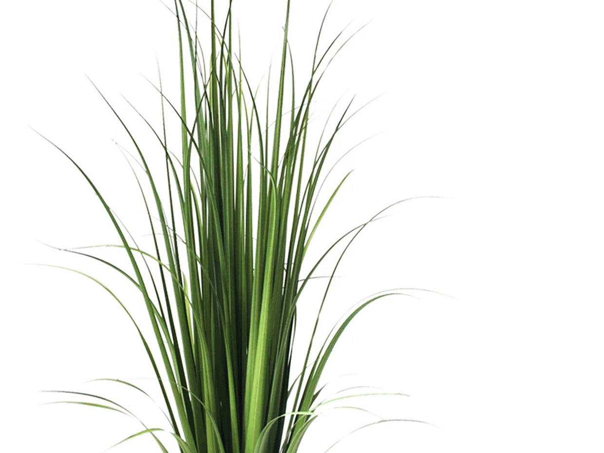 Tall grass. Www plants