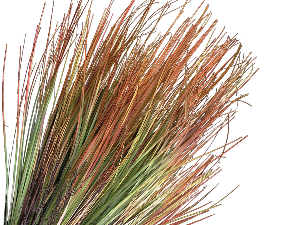 Prairie Grass Plant, Green ID# GPRM22G