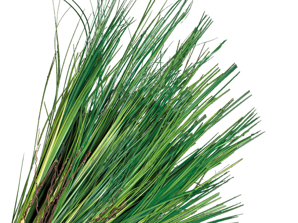 Prairie Grass Plant, Green ID# GPRM22G