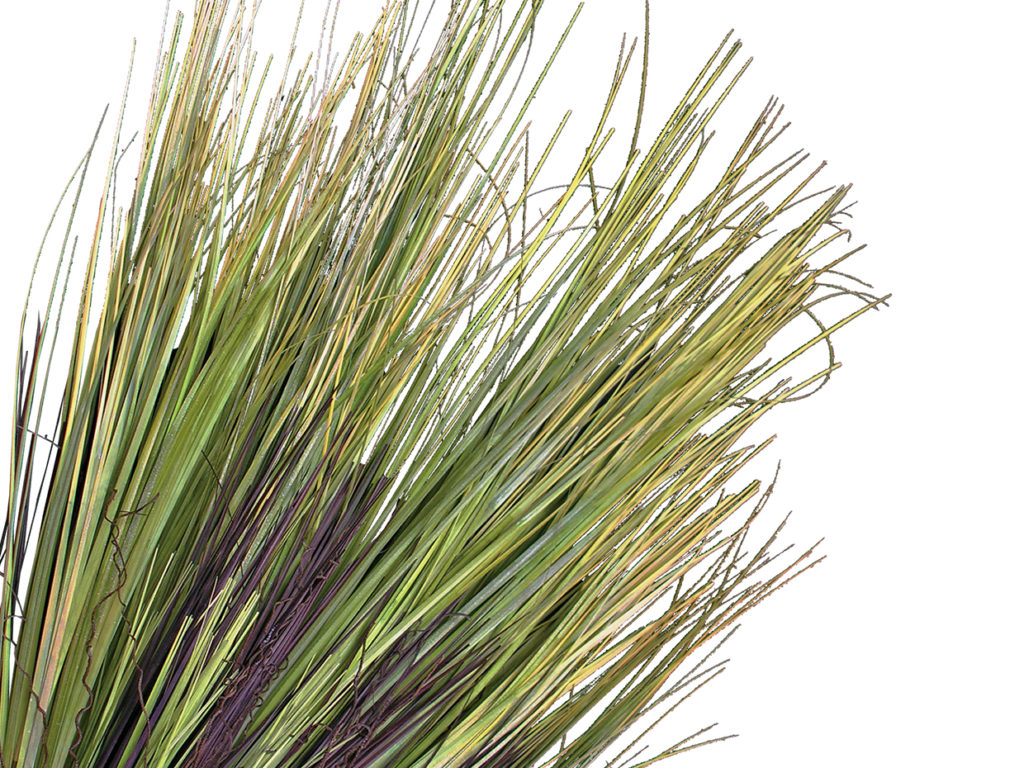 Prairie Grass Plant, Green ID# GPRM22G