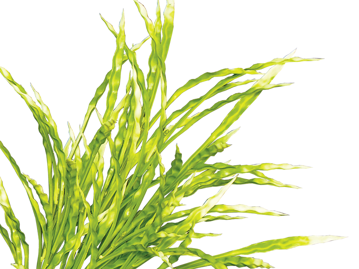 Ribbon Grass Fall Hanging Basket ID# GRB214BF+
