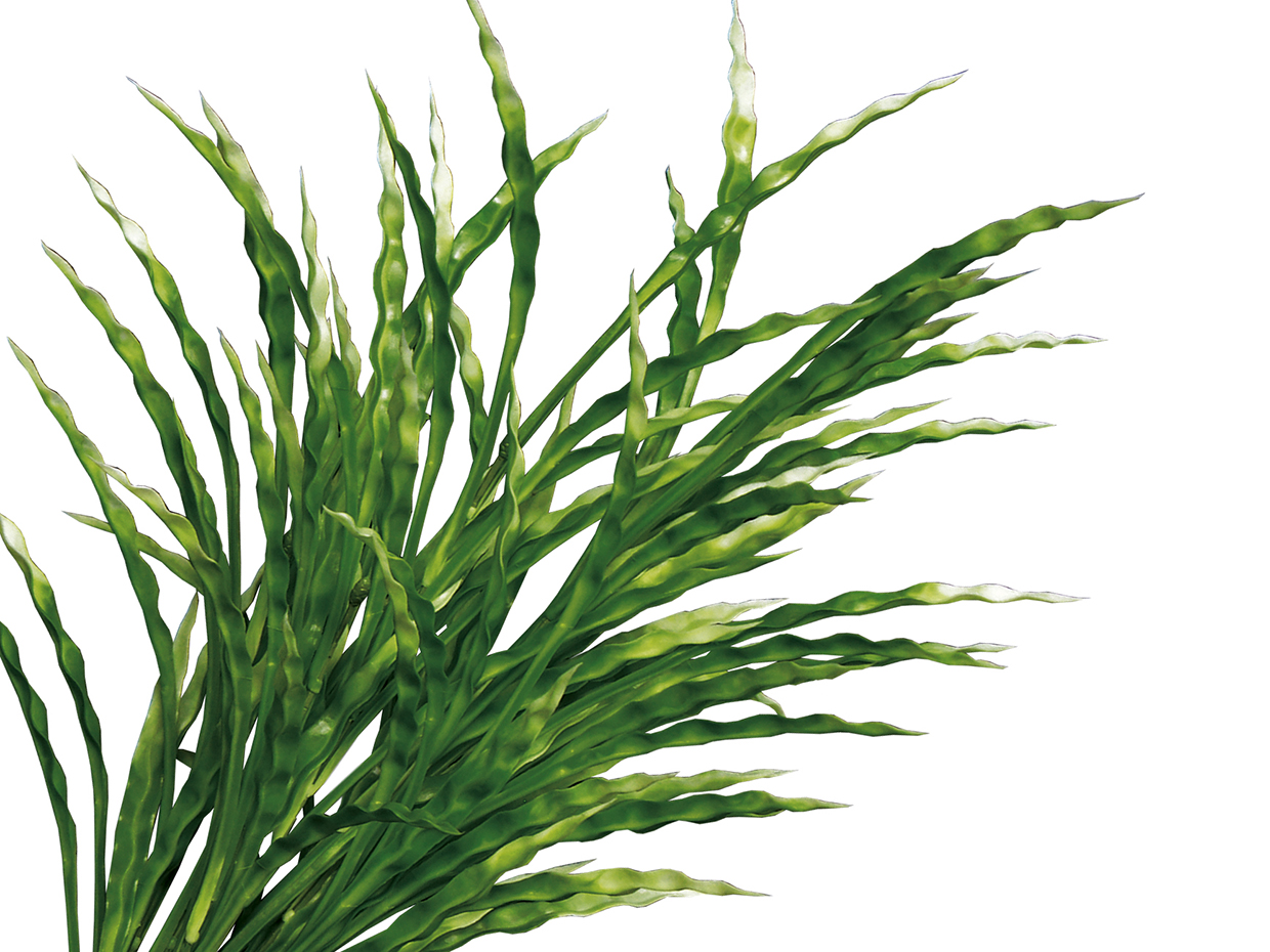 Ribbon Grass Fall Hanging Basket ID# GRB214BF+
