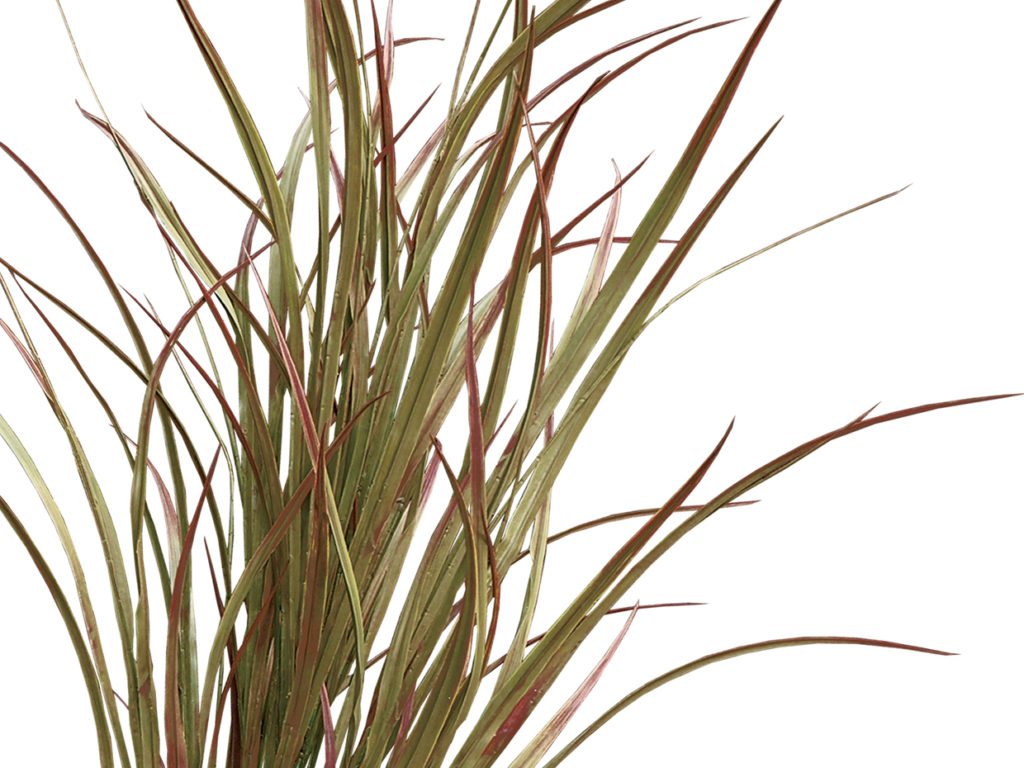 Savannah Grass ID# GSV140+