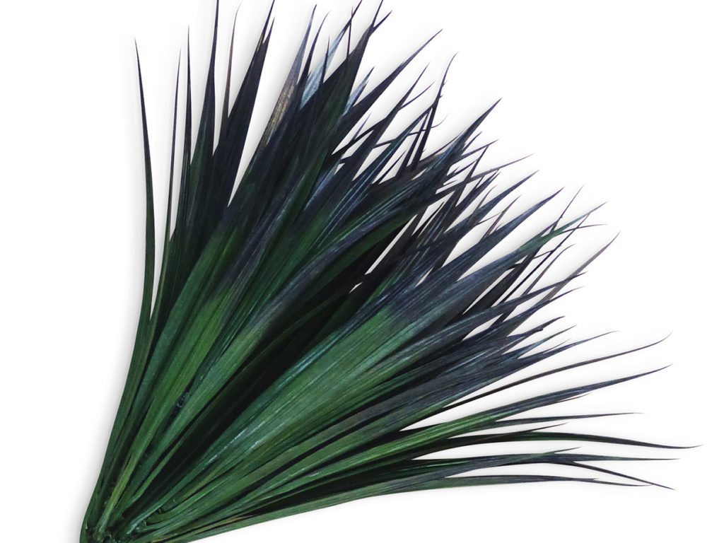 Vanilla Grass Plant ID# GRV612DG