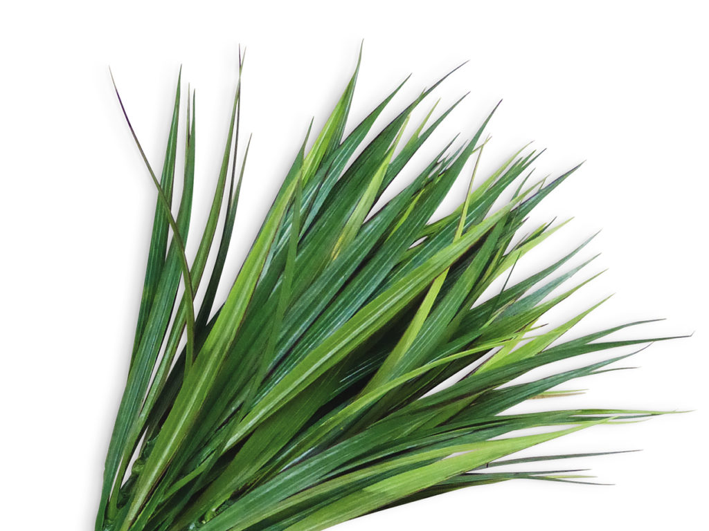 Vanilla Grass Plant ID# GRV612DG