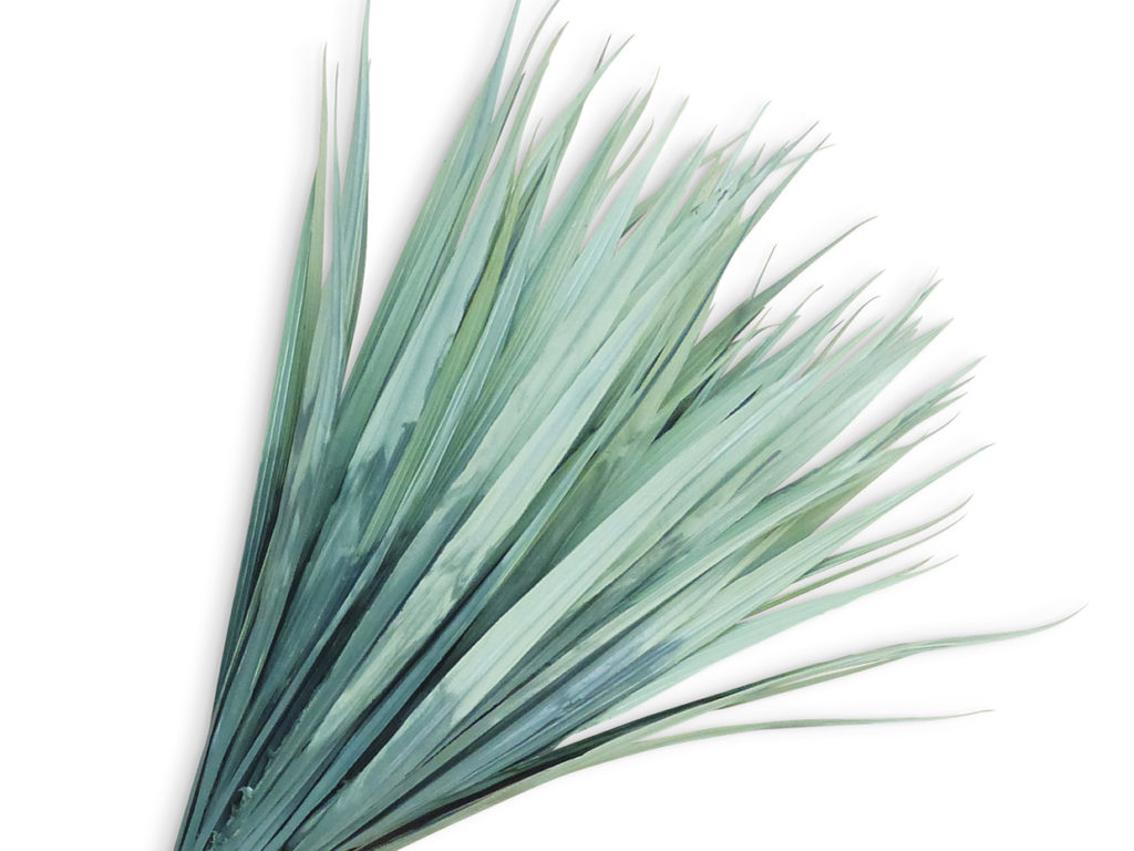 Vanilla Grass Plant ID# GRV612DG