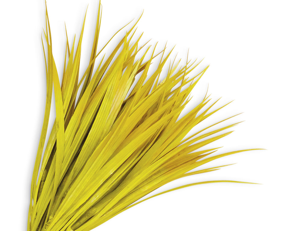 Vanilla Grass Plant ID# GRV612DG