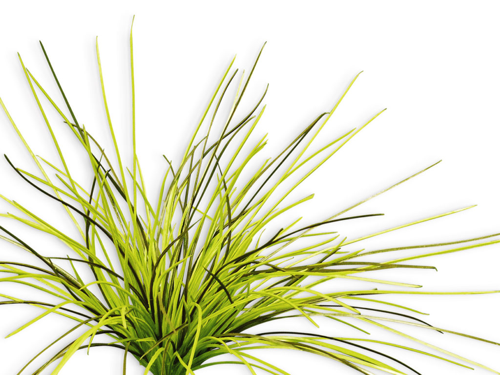 Willow Grass Plant ID# GRW116++