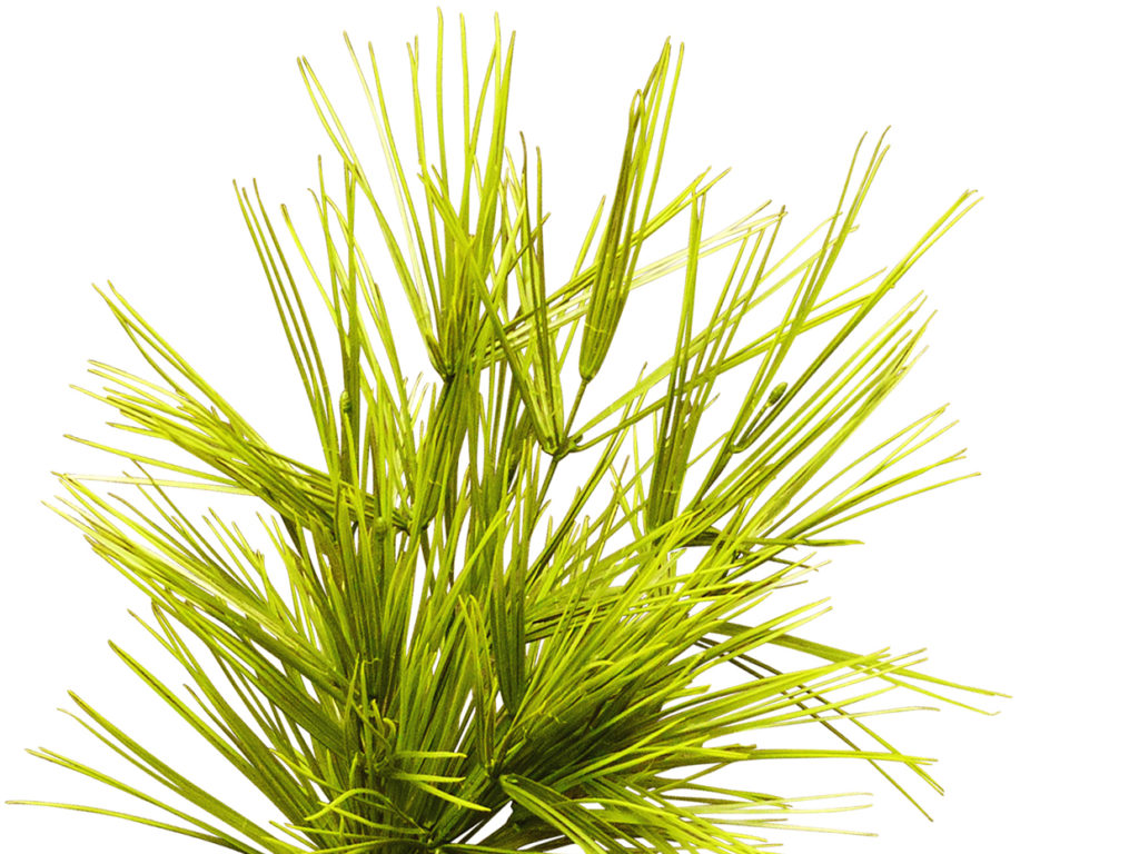 Faux Wisp Grass Plant ID# GWP118++